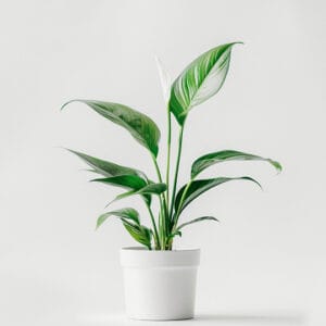 product 06